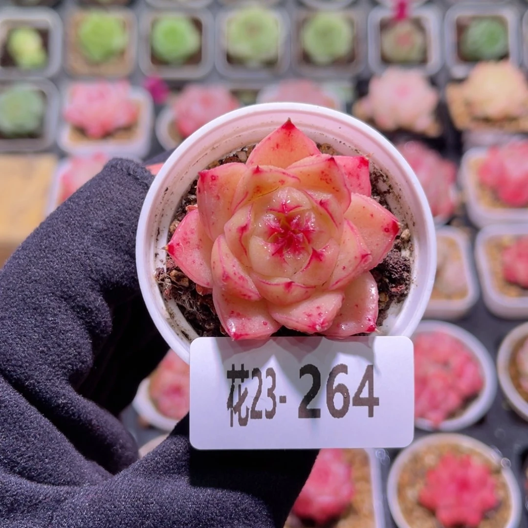 花利美23-264海王
