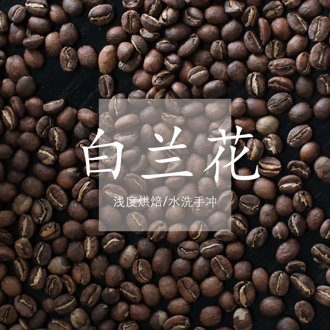 【经典回归】手冲 埃塞 白兰花 G1原生种 浅烘 水洗 咖啡豆