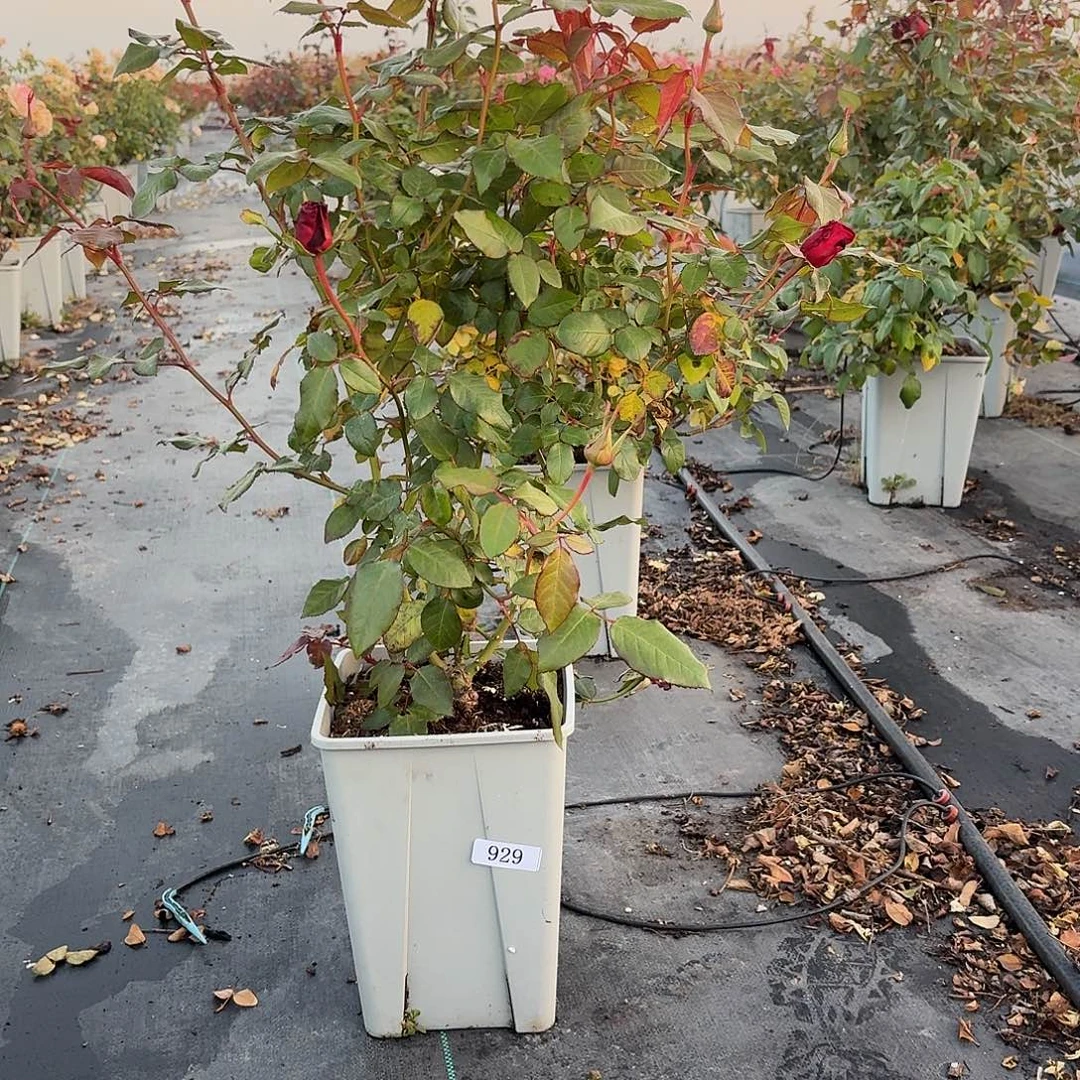 当前无花朵，栽培后可花朵929