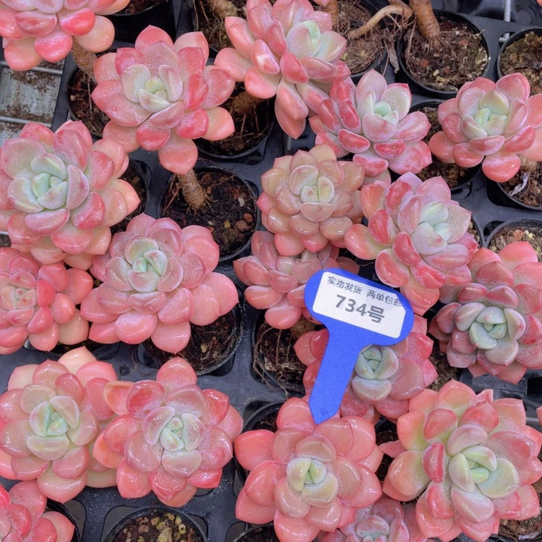 734号全状态老桩高腿白鹭单头两个