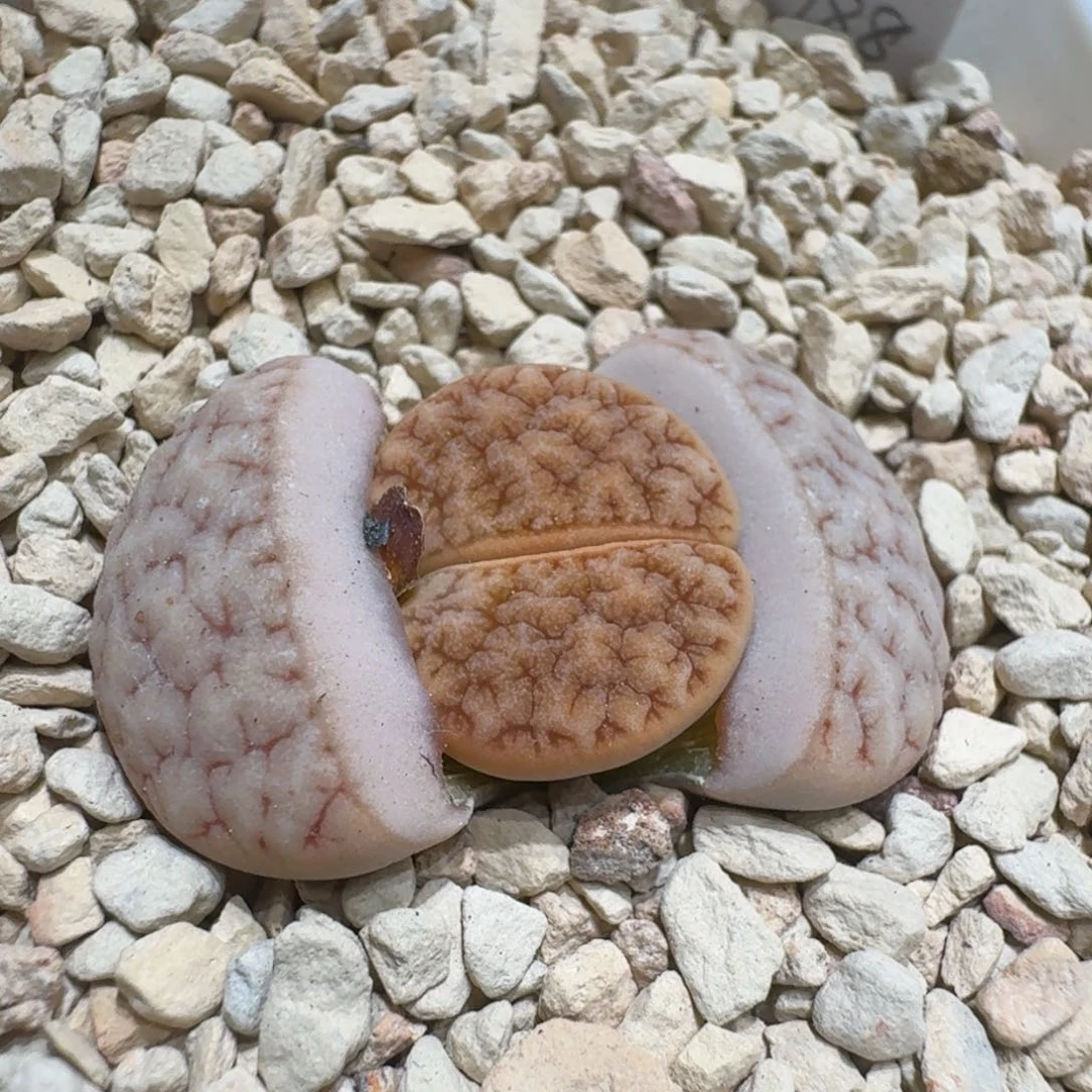 煮**茶0201-73生石花花花