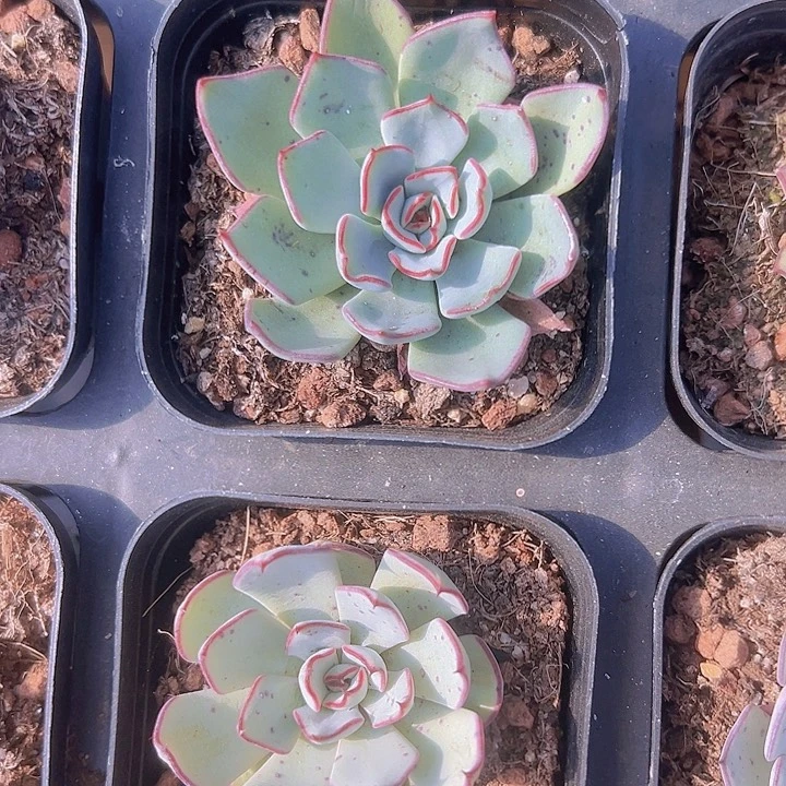 剑斯诺娃精品多肉植物