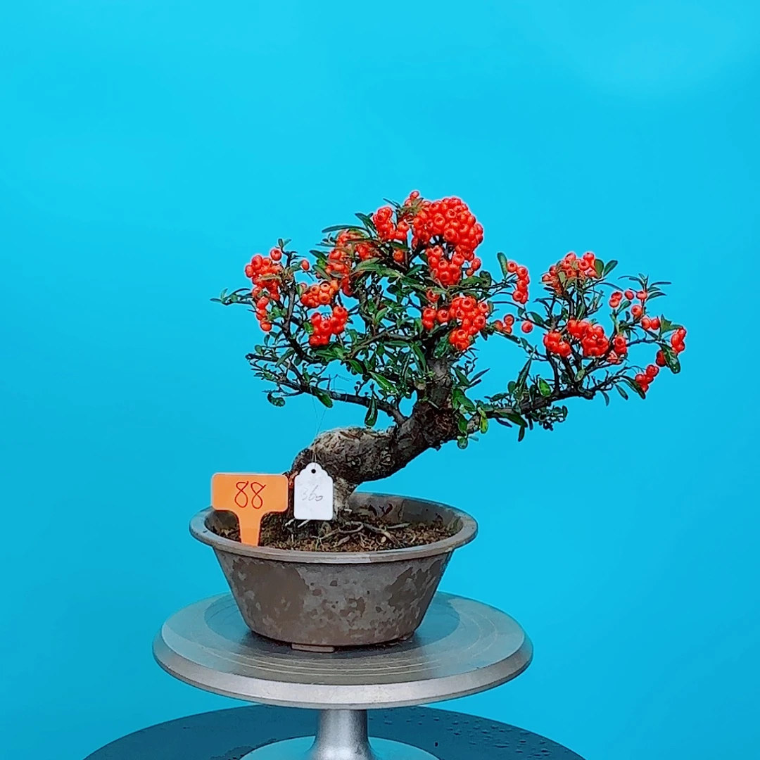 Ｚ***K无花朵火棘吉祥果小盆栽