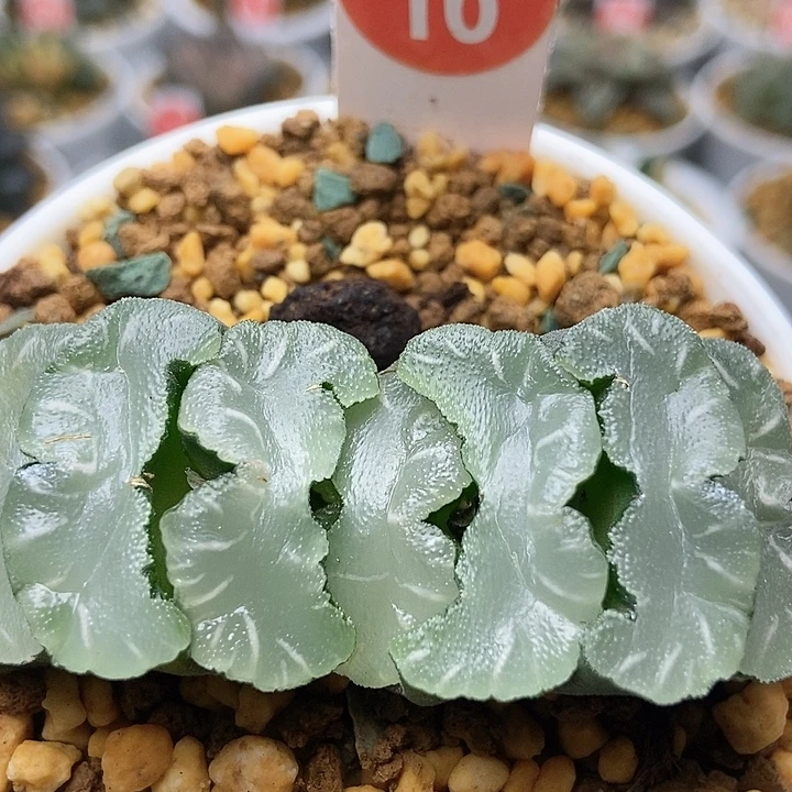 鬼盐稻妻161111111111