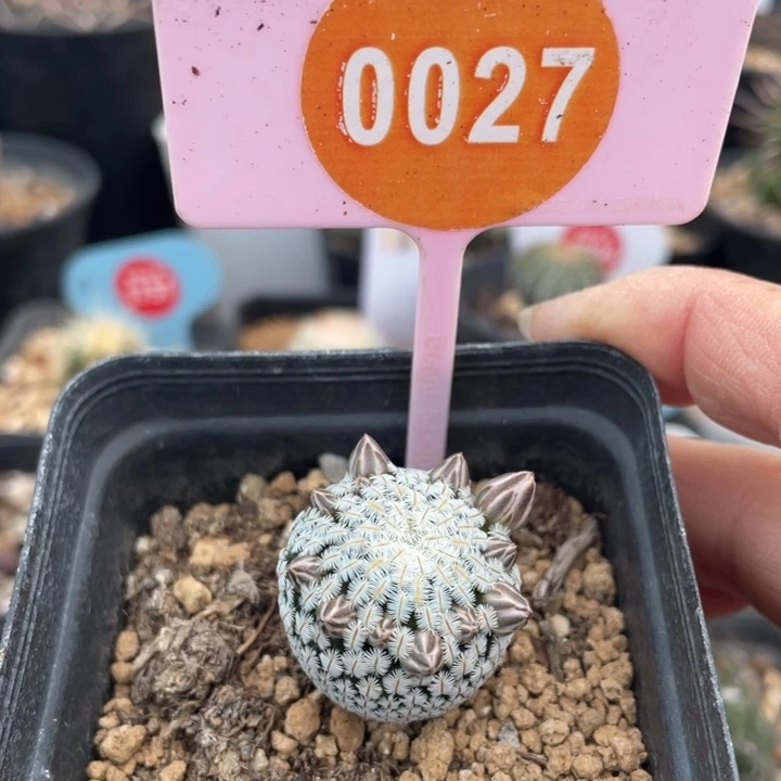 实生白斜子002700000000