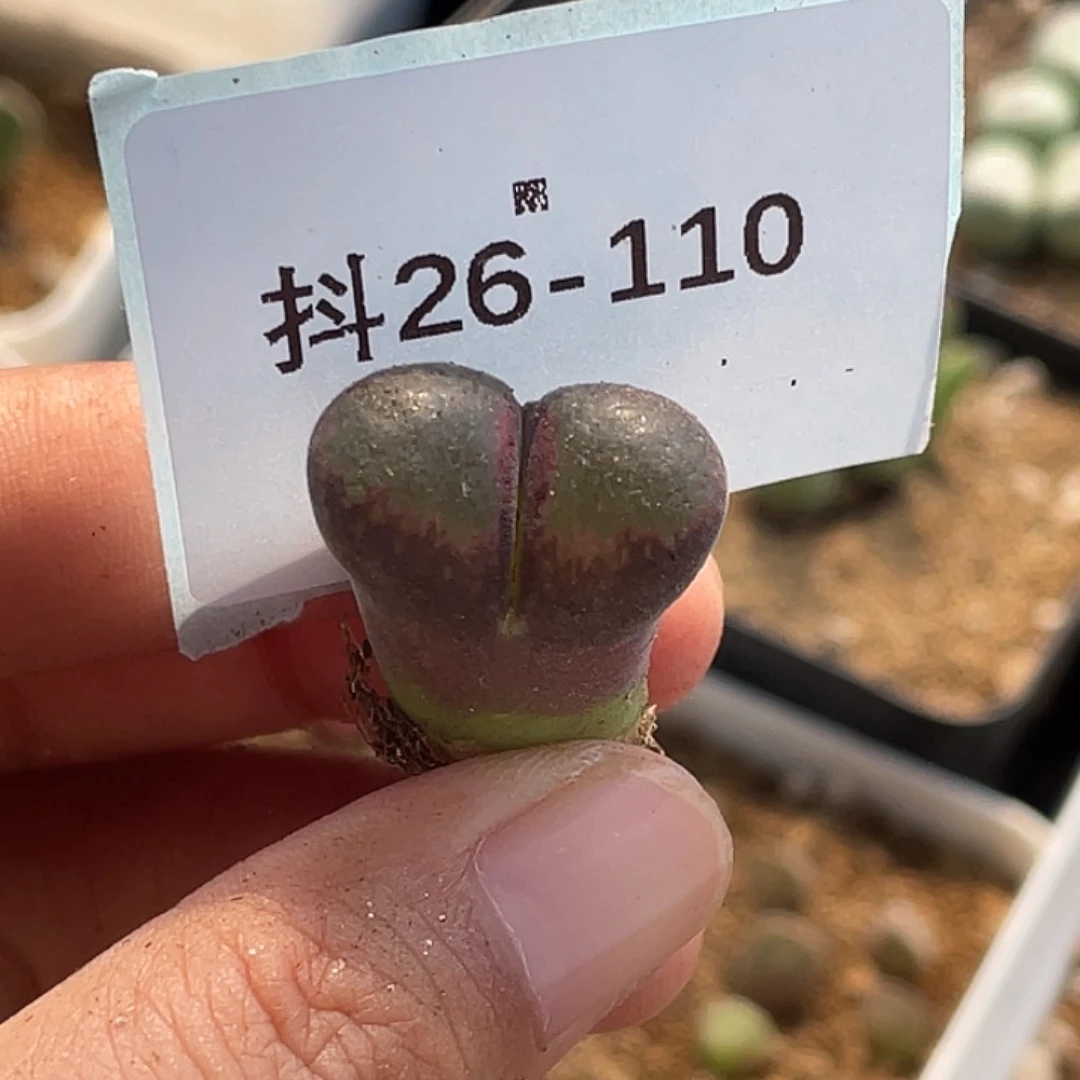 *****26-110肉锥多肉植物