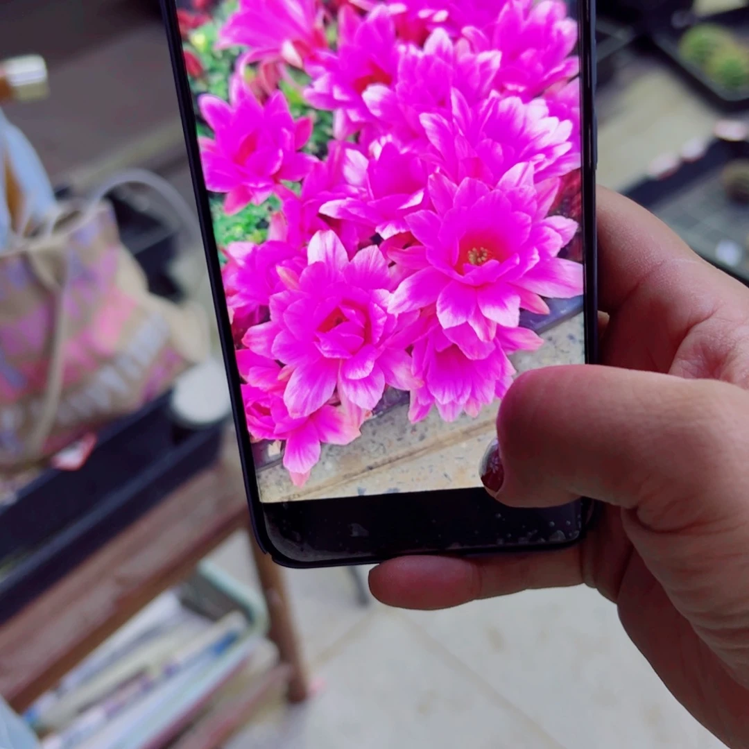 下52粉色水仙2个软歪无根侧芽3公分左右20包邮