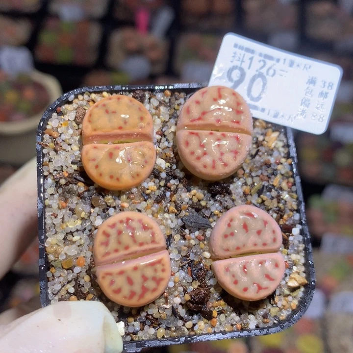 精品生石花126.20