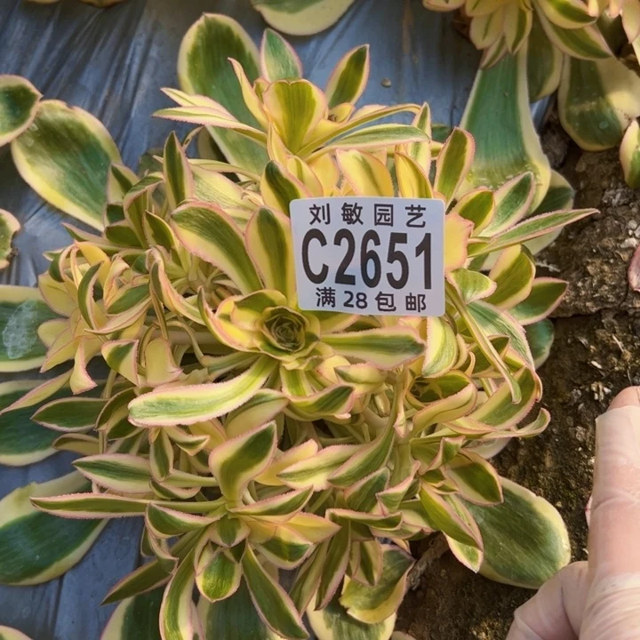 燕姿锦群多肉植物法师2651