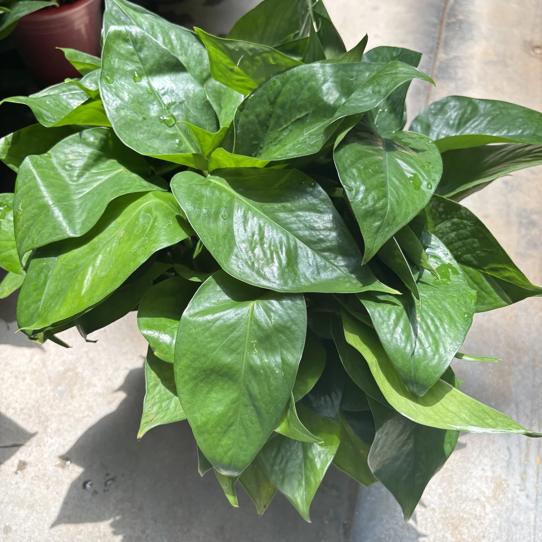 绿萝盆栽懒人盆好养吸除甲醛净化空气（全部实体店实拍一拍一发）