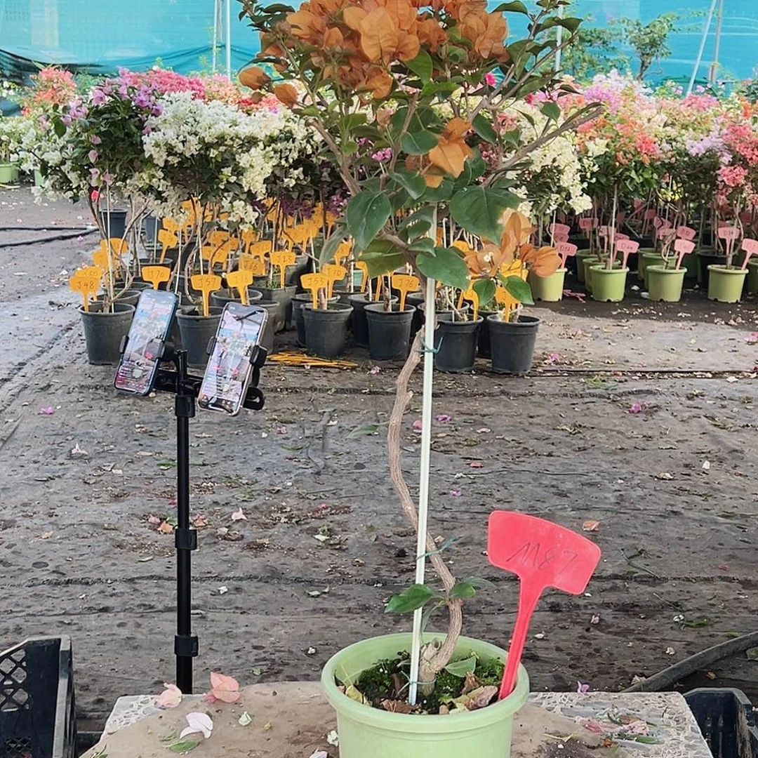 有***人大部分花苞少量开放M87金色光辉