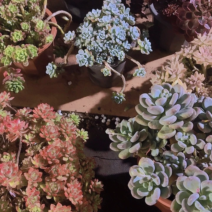 7颗多肉植物福利一物一拍