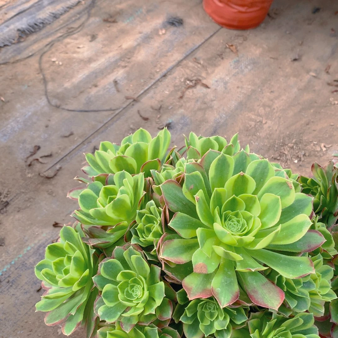 奶白老桩多肉植物12.8