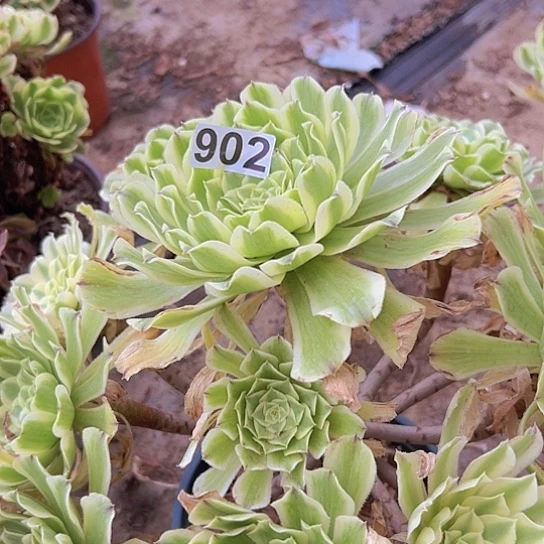 多***家多肉植物一个法师