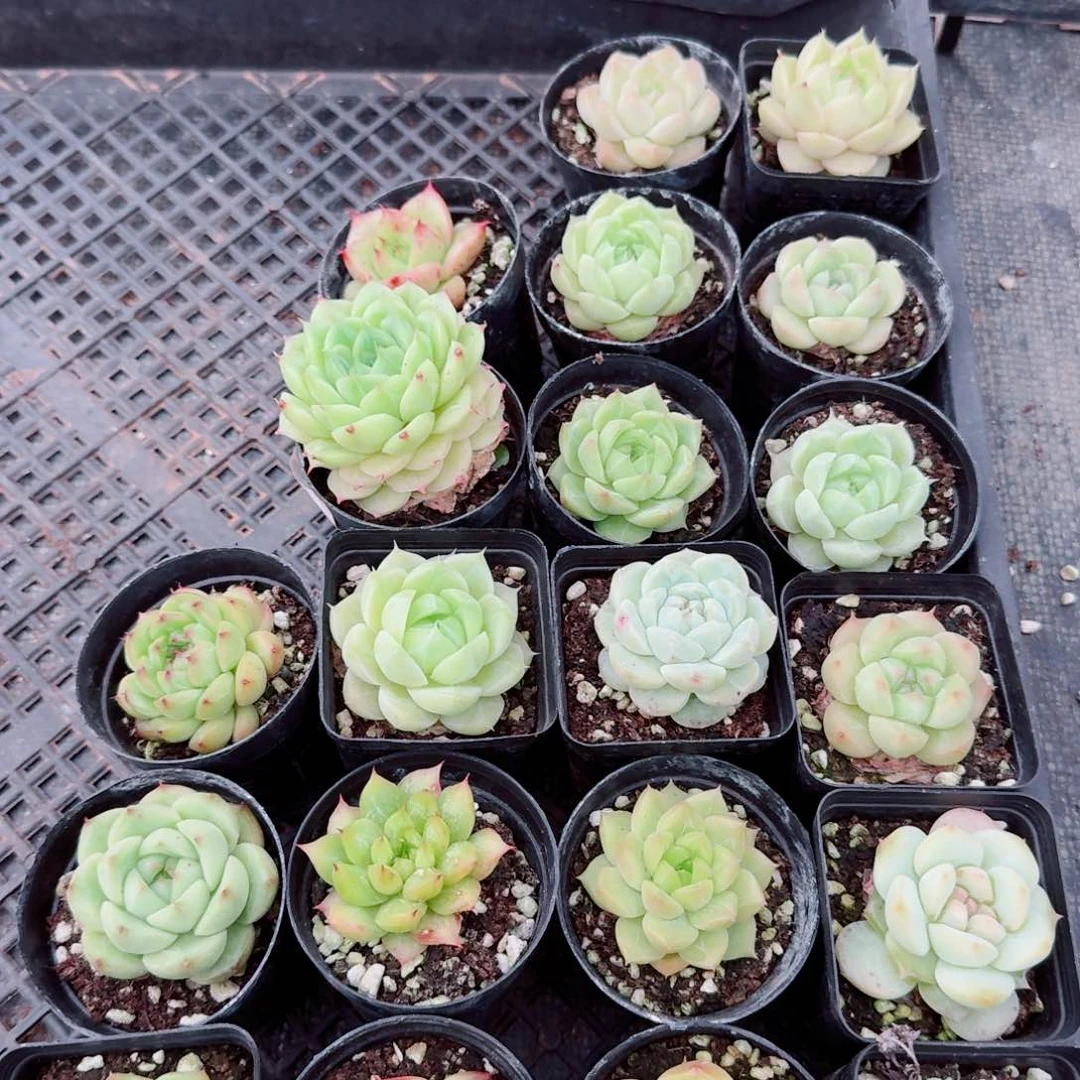 多肉杂交麦秆两颗量拍28-74