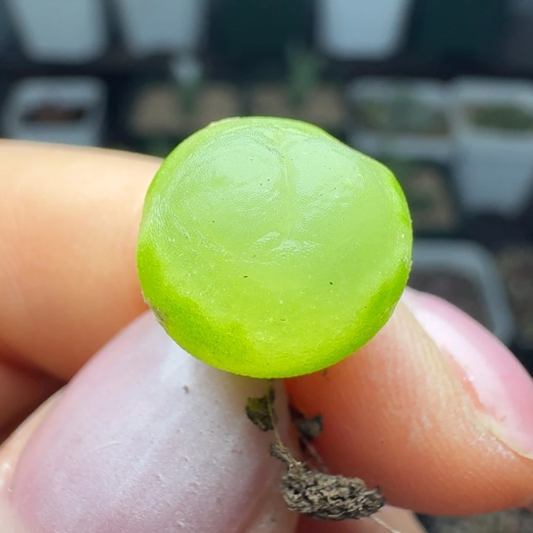 125拉拉尺寸1.1三年00000