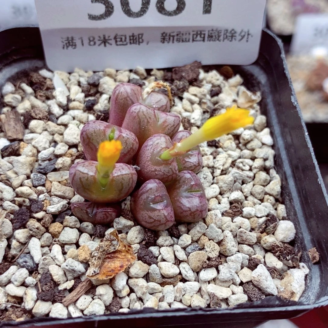 3081。