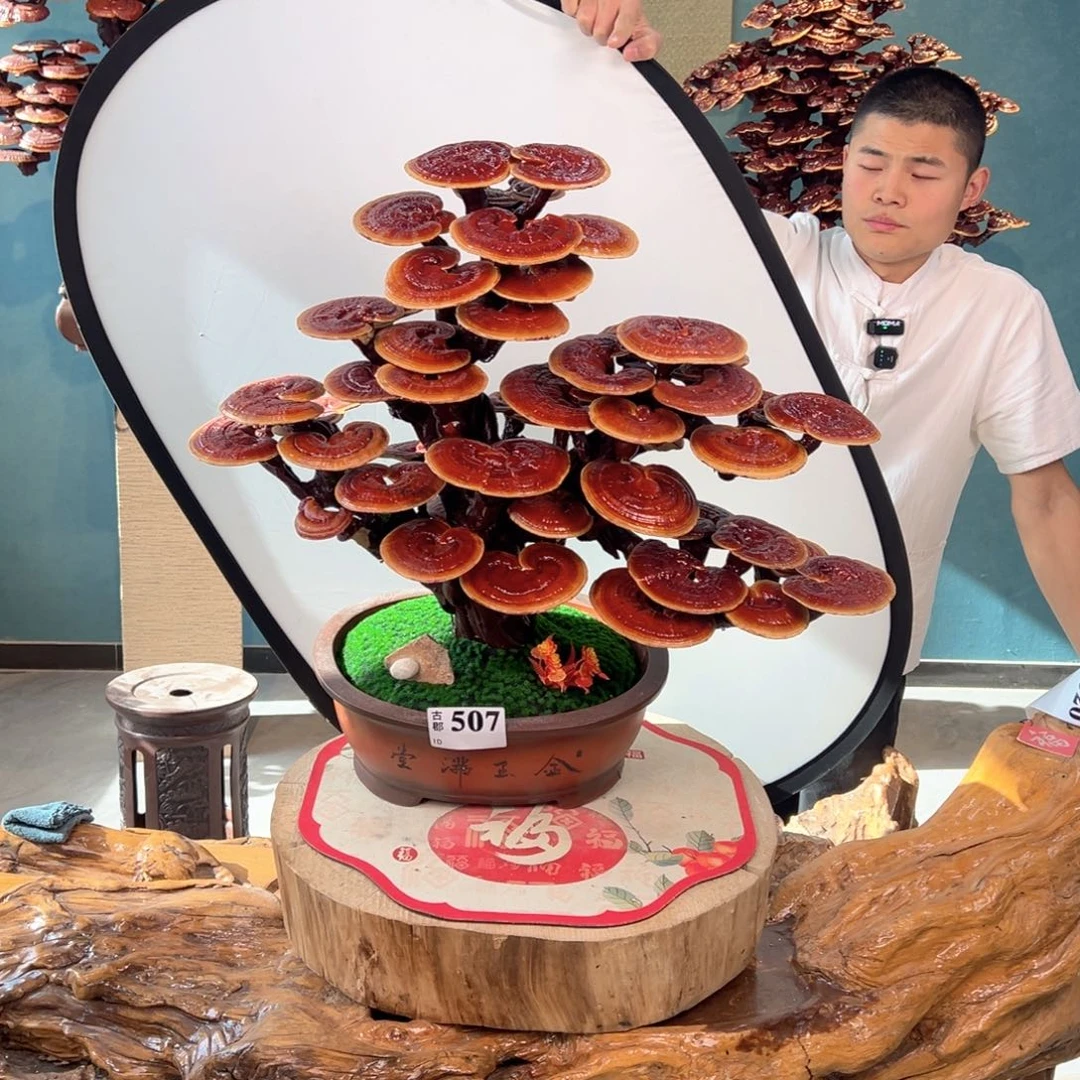 无花朵888888888888