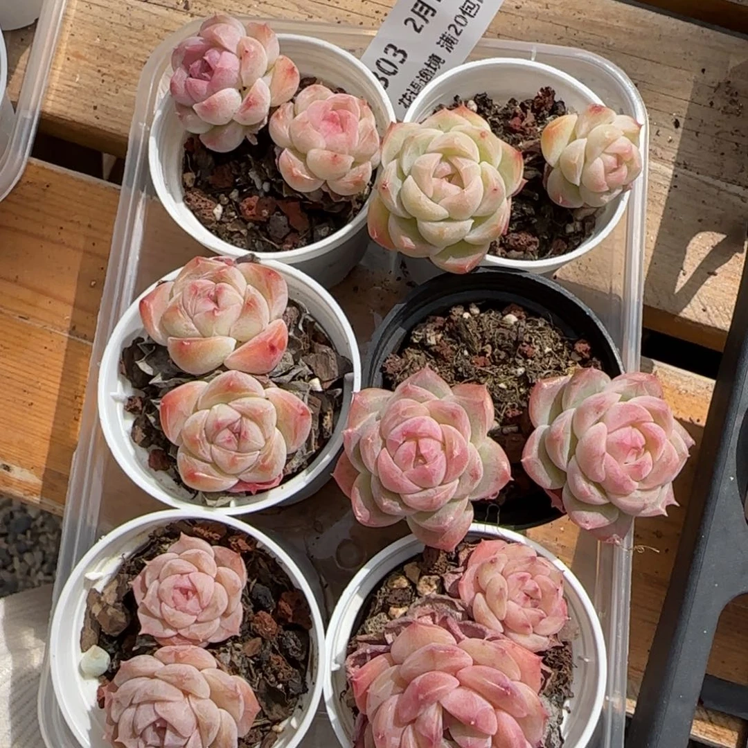 花语逸境0217-303开播福利六个双头