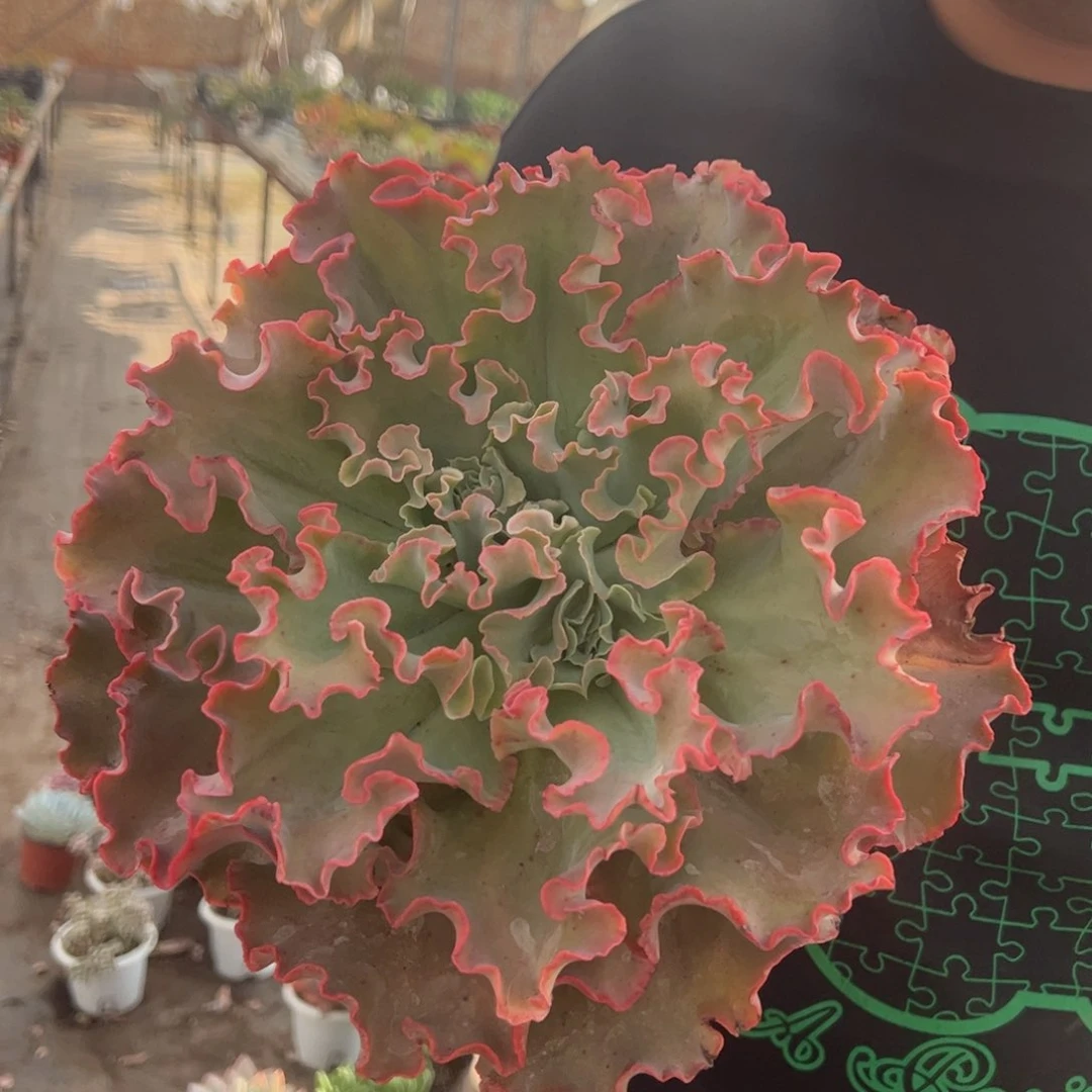 高莎之翁大单头老桩