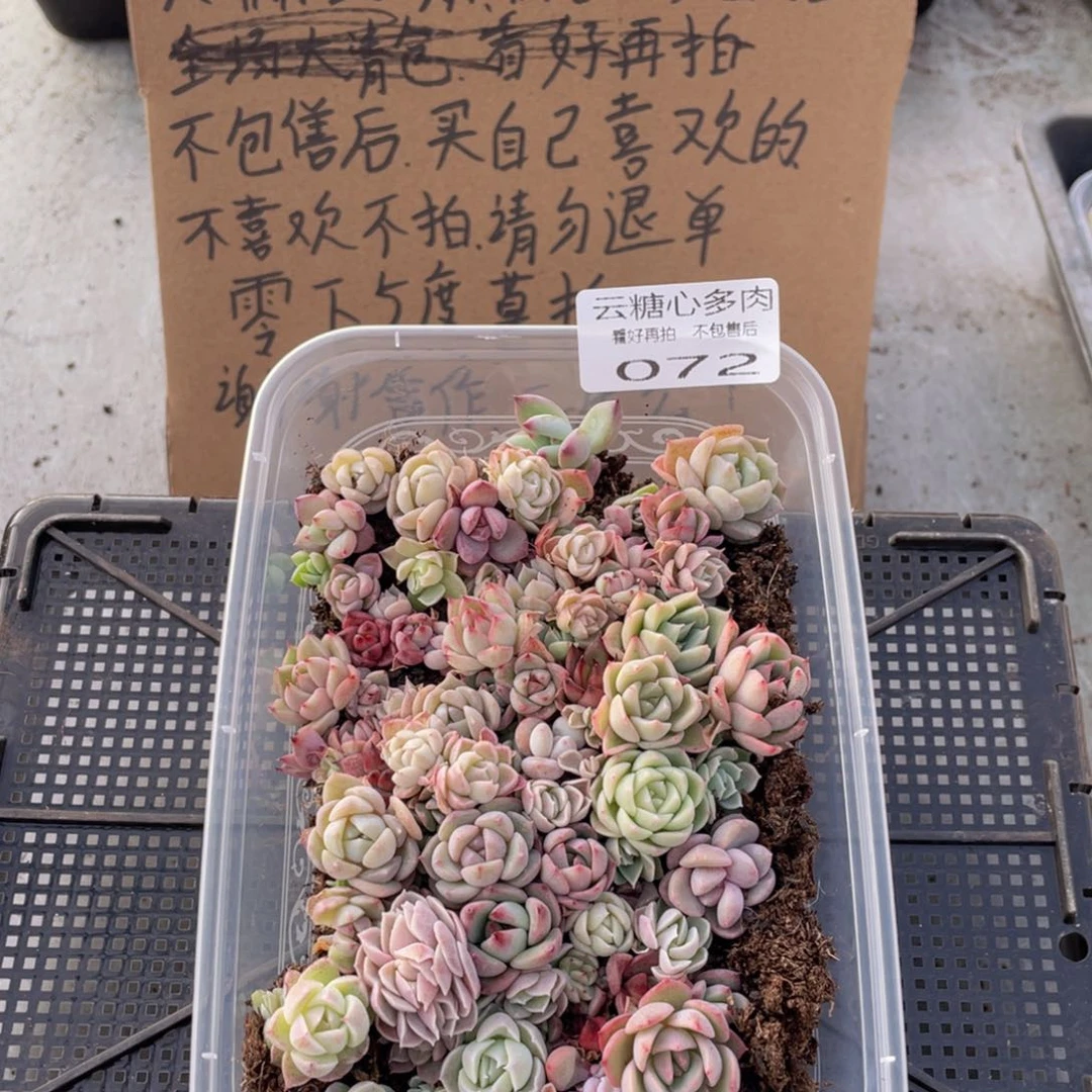 云糖心多肉植物72