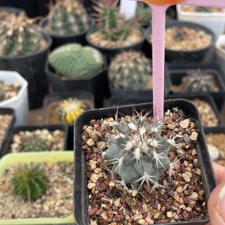 实生黑枪玉2547000000