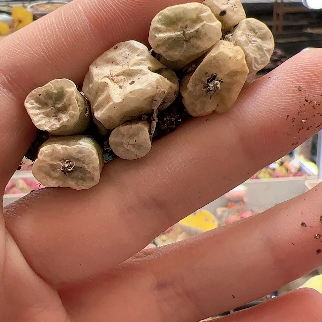 【闪购商品】85 福利