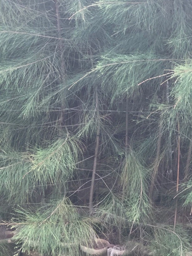 松针鲜切枝水培绿植家居装饰圣诞节花艺植物布置木麻黄供应