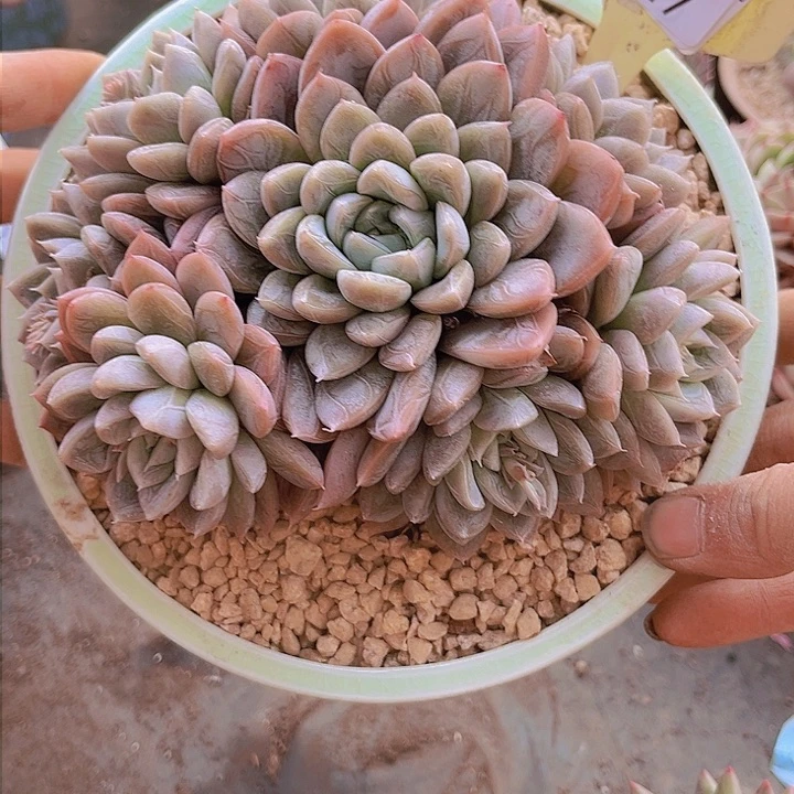 7227艾莎公主。           