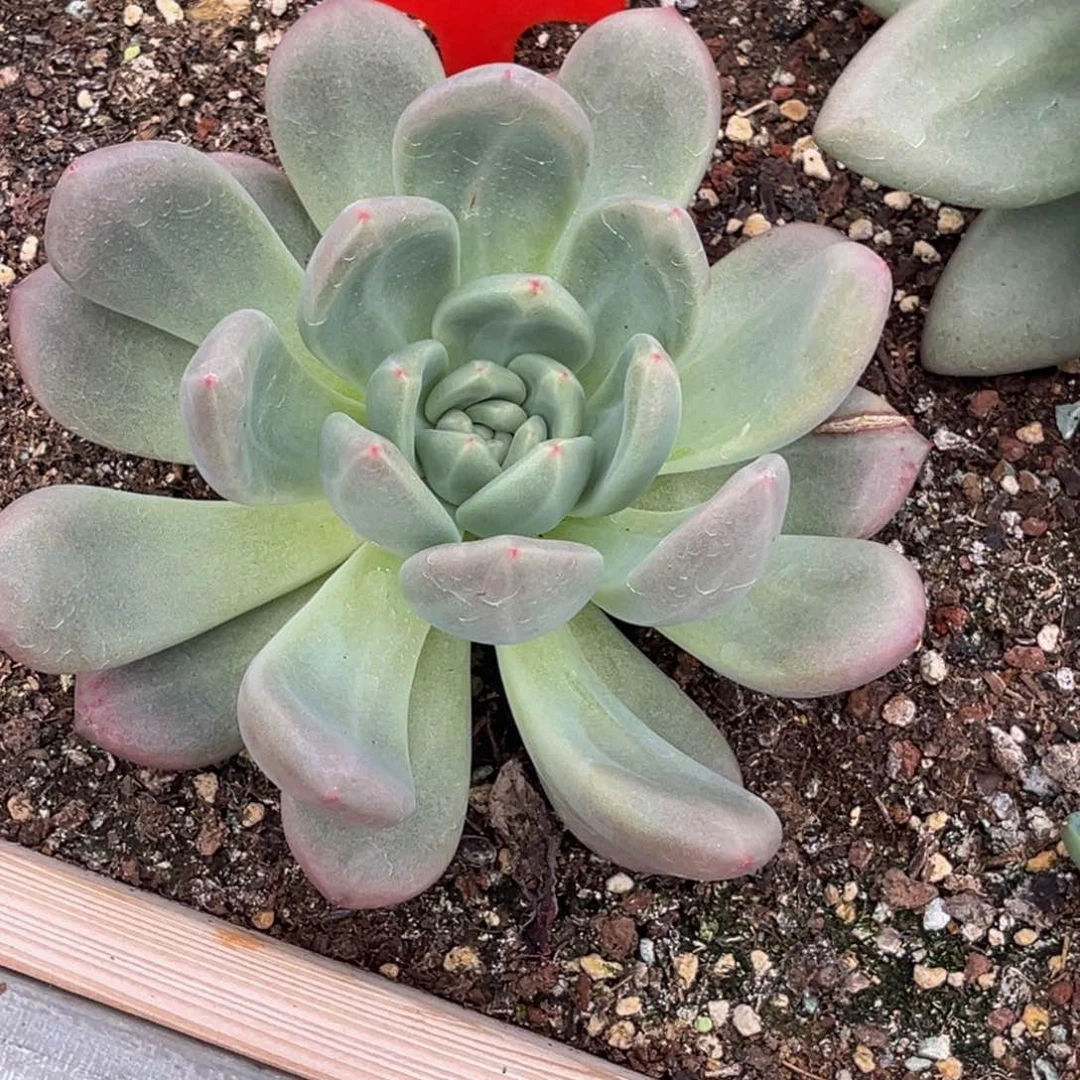 会***猪2612号上午多肉植物群生多肉植物