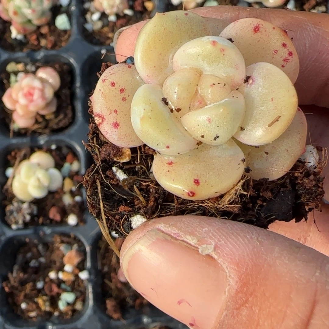 雨***多肉小卡拉米糖心一物一拍