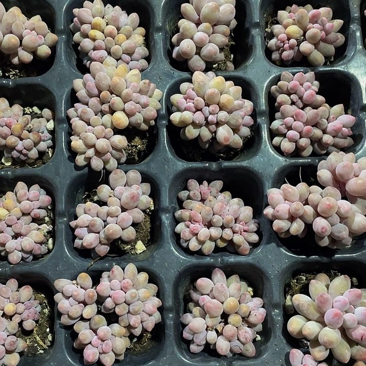 小婴儿手指群1元带土发