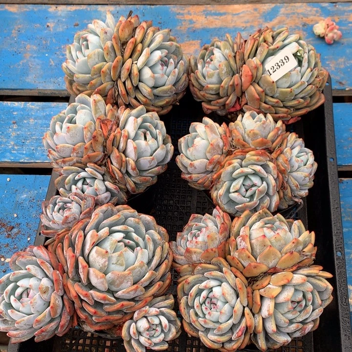 12339六个嗯嗯嗯嗯嗯嗯嗯嗯好