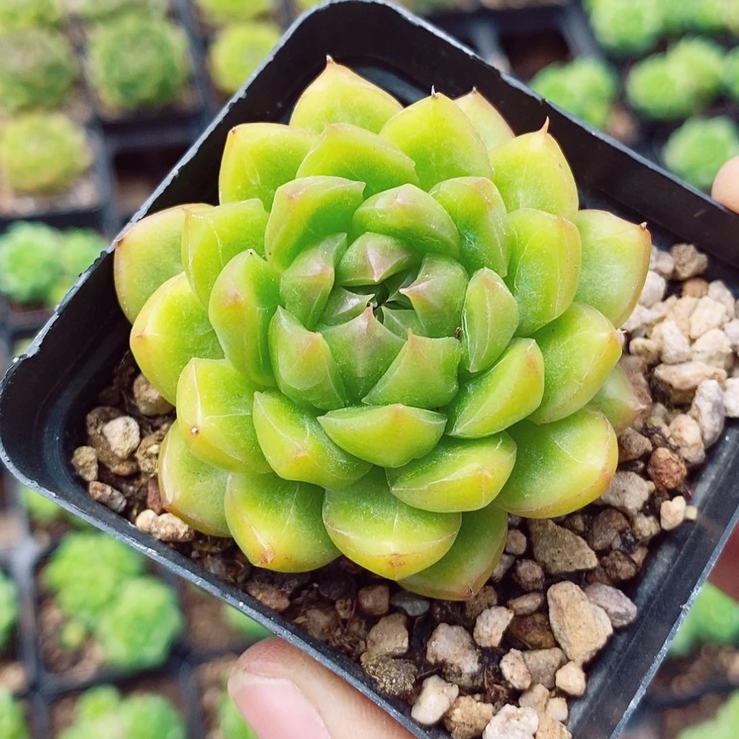 糖果珍妮6cm多肉植物