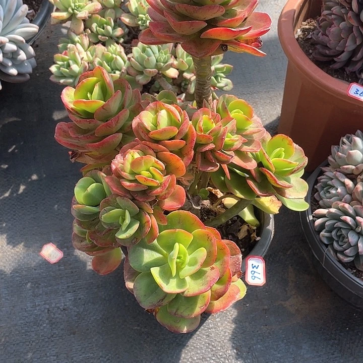 366红梅 一物一拍多肉