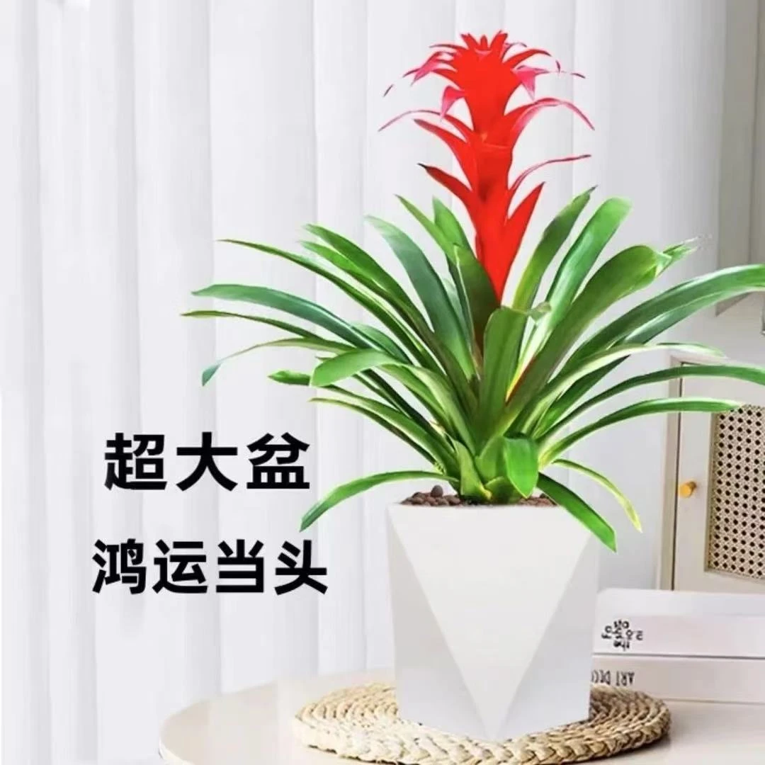 鸿运当头盆栽带花客厅办公室大植物红星凤梨花卉绿植