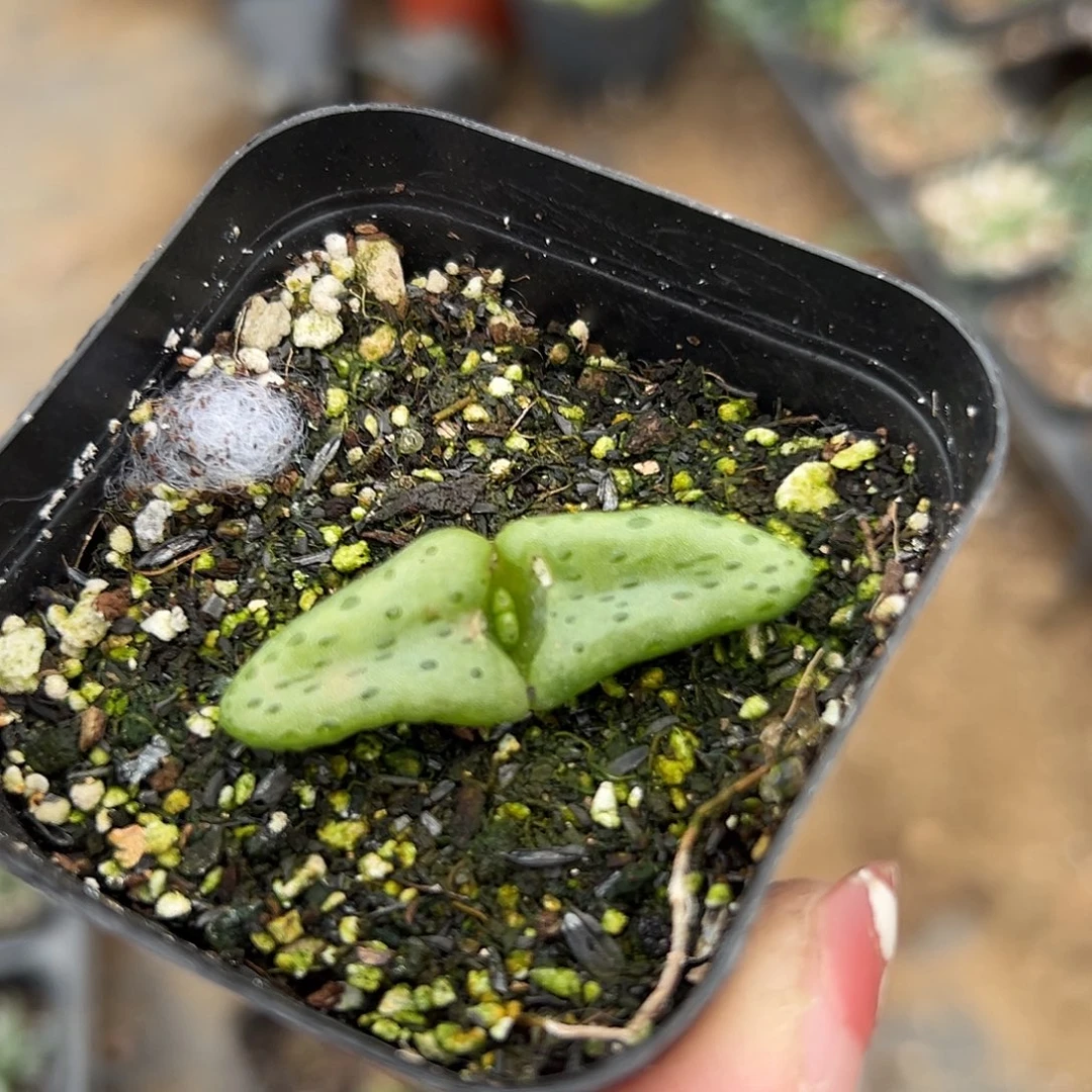 机***君多肉植物多肉植物