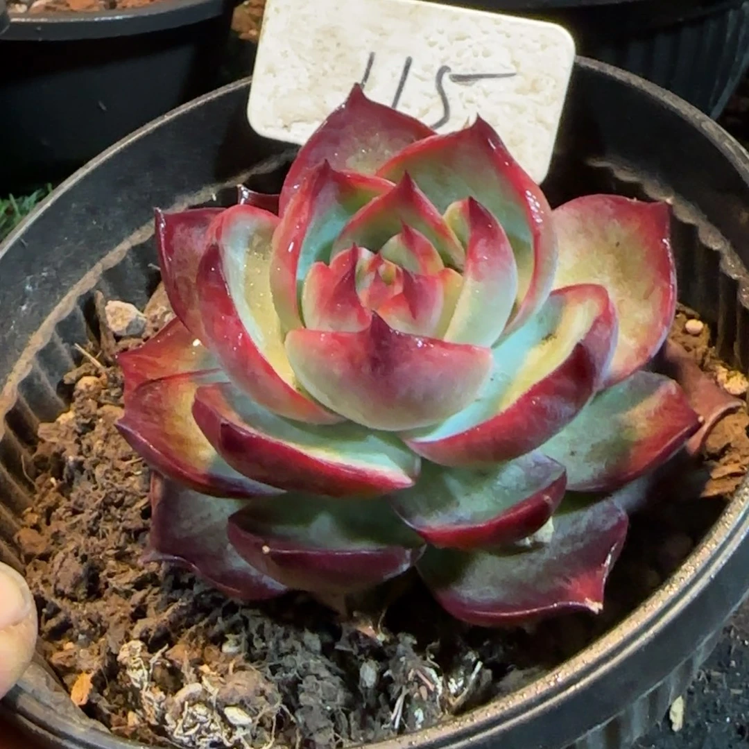 惊鸿一物一拍包装收缩花旱115