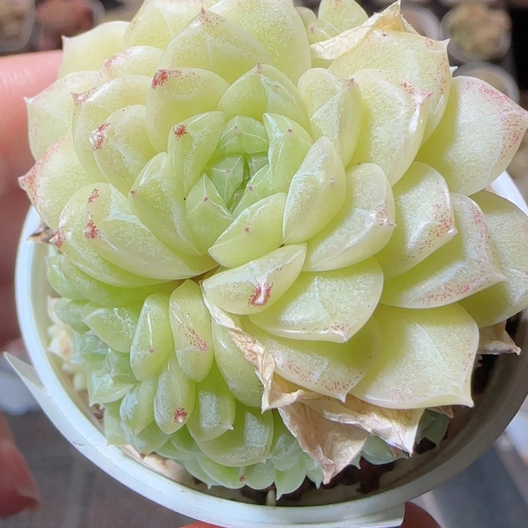 花语多肉1228-59散