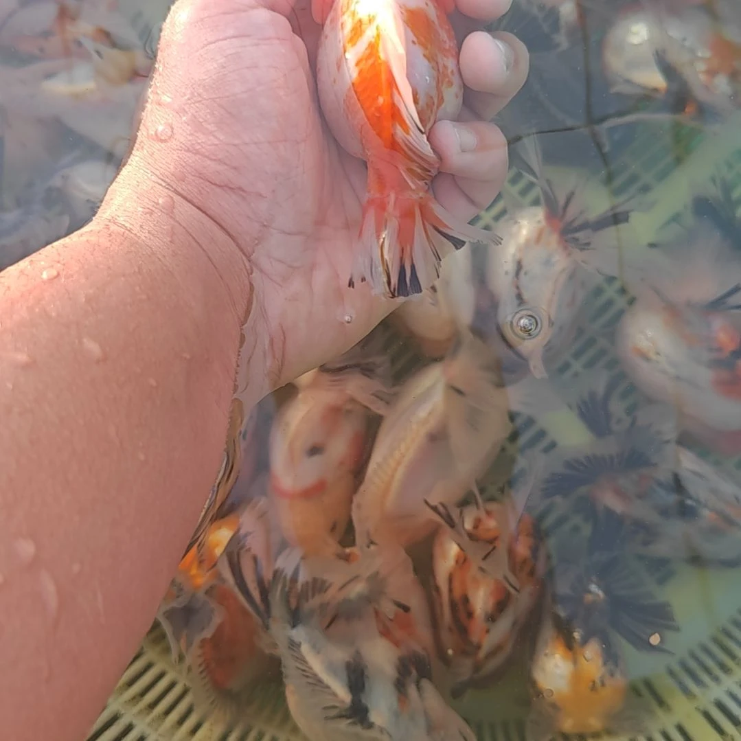 钻鳞樱花泰狮金鱼将军