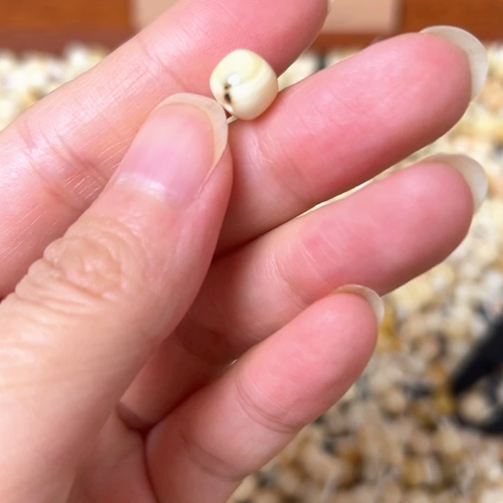 蜜蜡未镶嵌裸石8mm一个