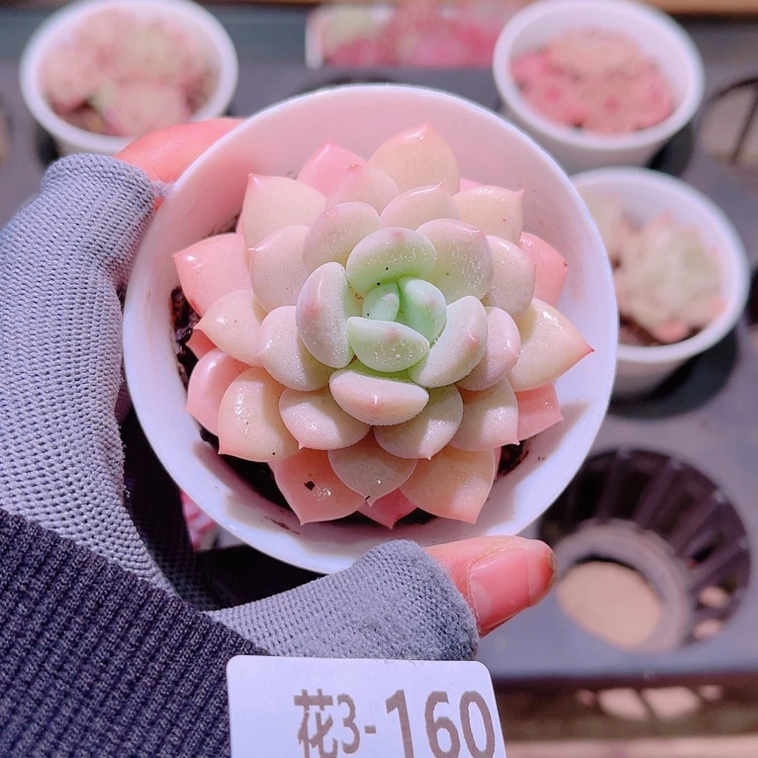 花03-160玉兔单头