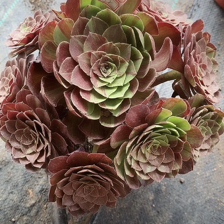 812花月夜多肉植物