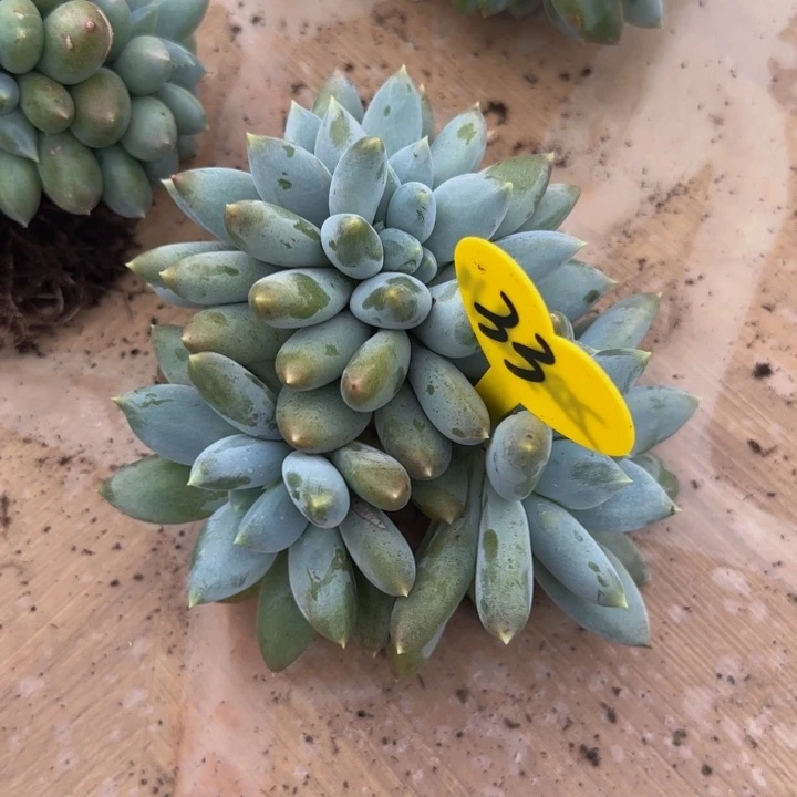 あ***³哥特缀化多肉植物一物一拍