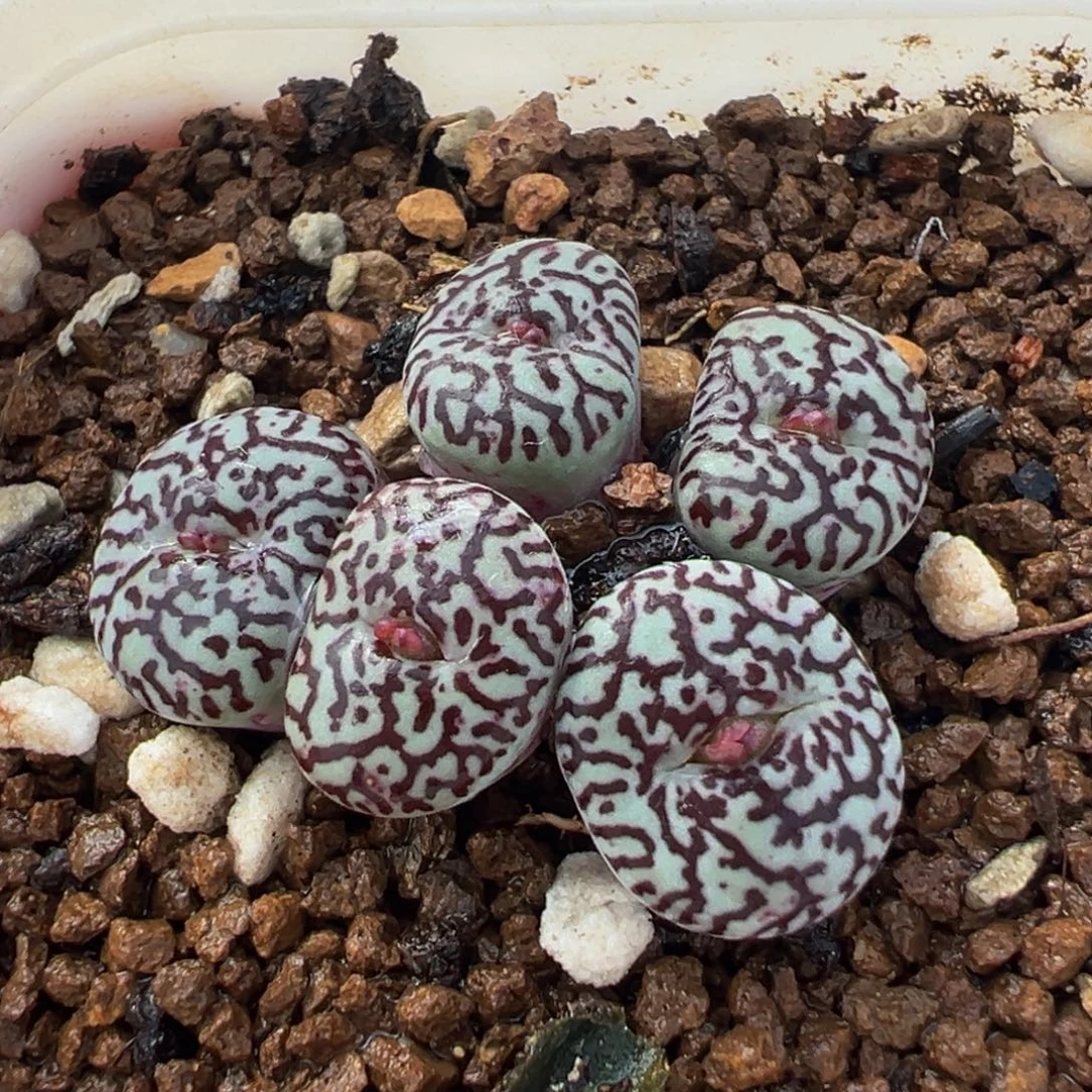 321多肉植物种类多样