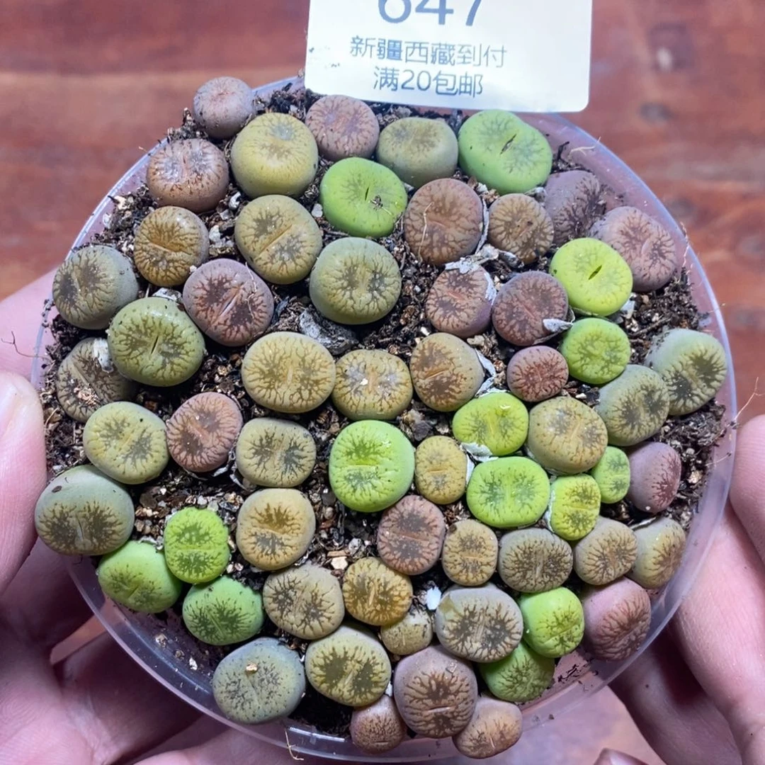 多肉蛋炒饭感谢您相伴647