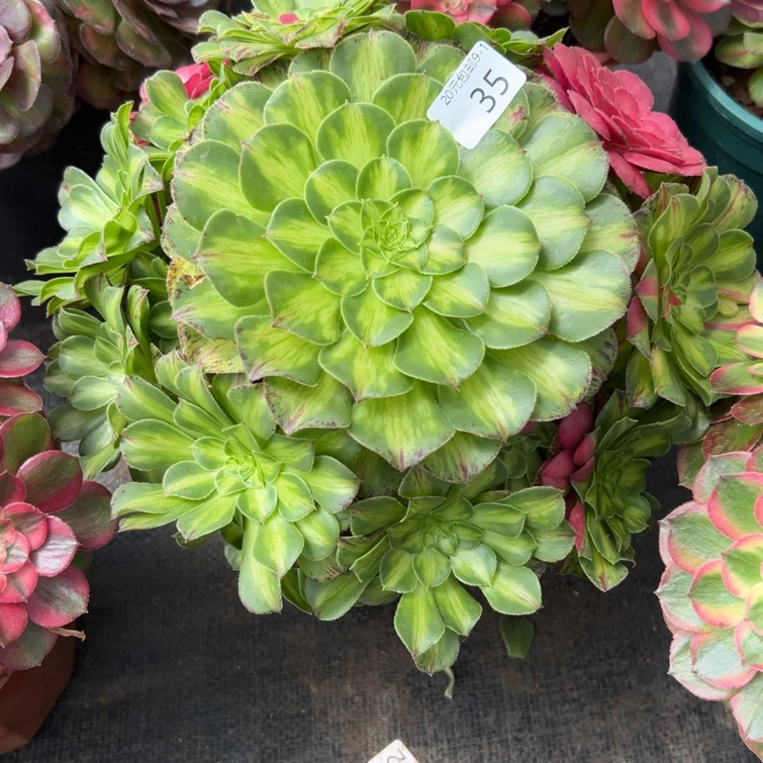 35知否多肉植物系