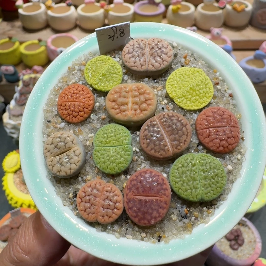 蘑菇1332富贵彩拼多肉植物