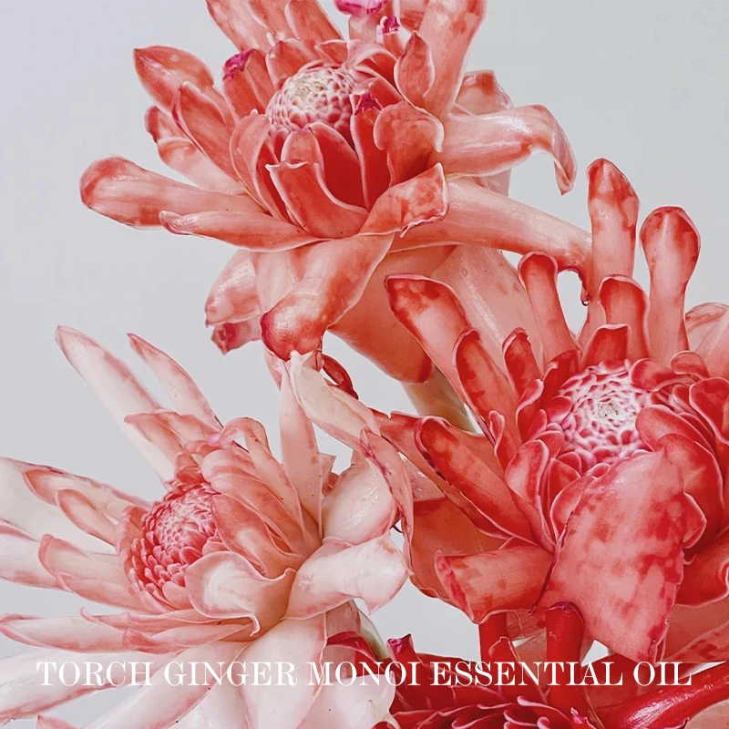 印尼火山姜花精油送沙皇血百合 冰晶玫瑰