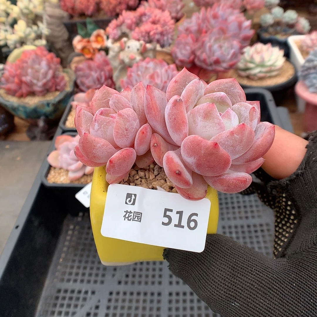 516雪天使多肉植物66666